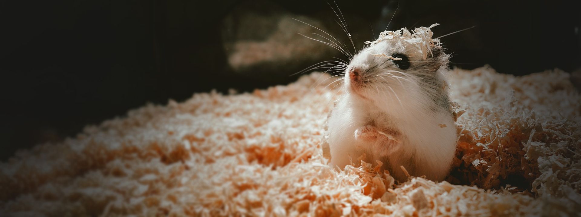 a little hamster in his cage