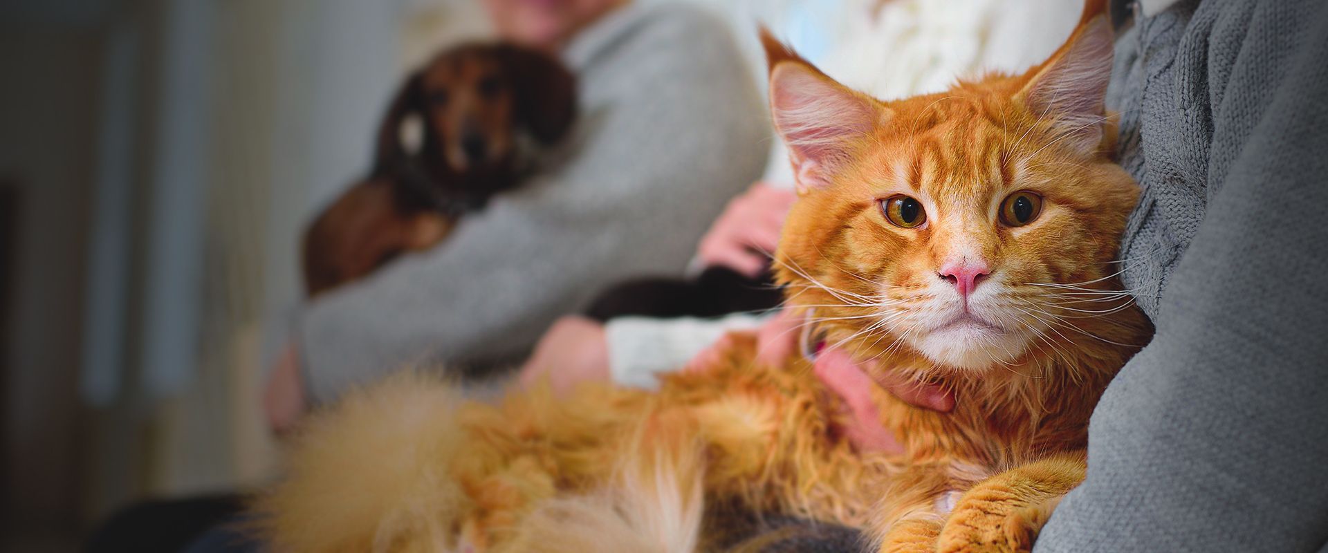 orange maine coon cat in a waiting room at the vet