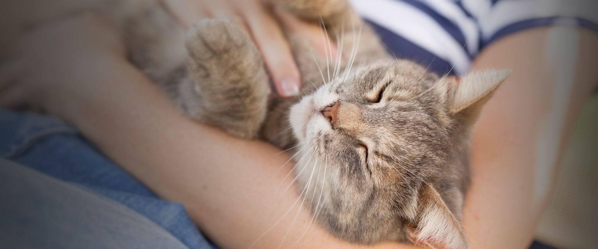 cat sleeping in the arms of his owner