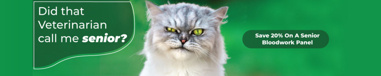 senior pet promotion banner