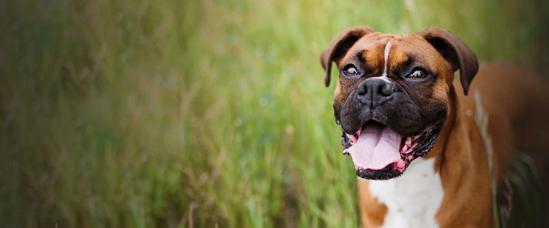 doctor homer savard showing a cockatoo some kids at raintree pet medical center