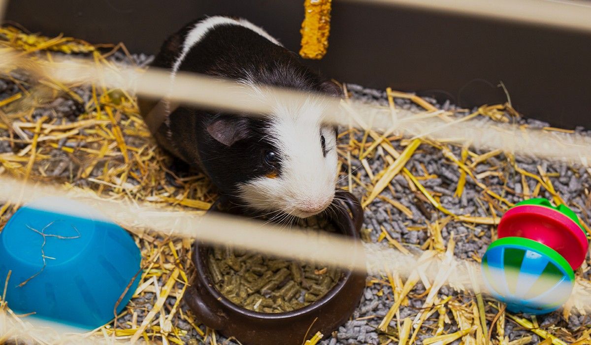 adorable-guinea-pig-in-its-cage