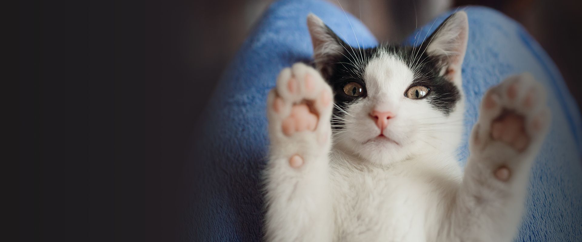 black and white cat sitting on the knees of his owner