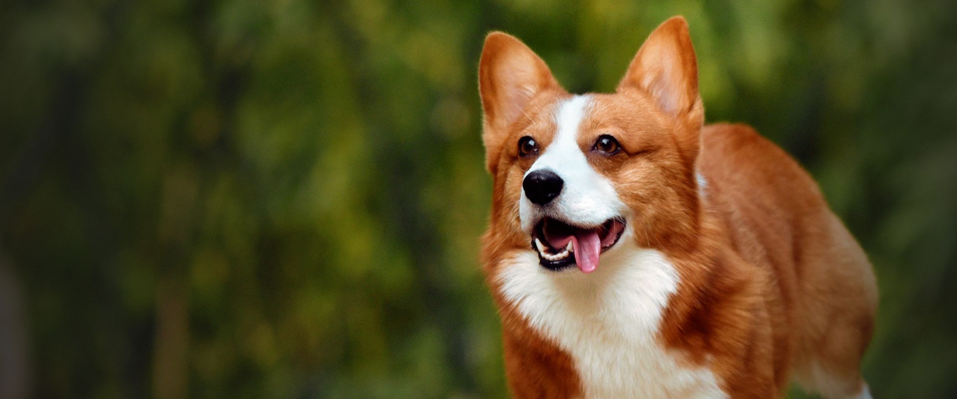 corgi running in the park