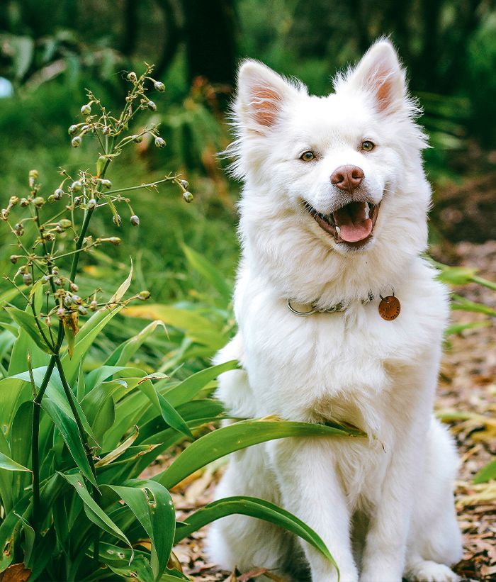 vet bandaging dog's paw