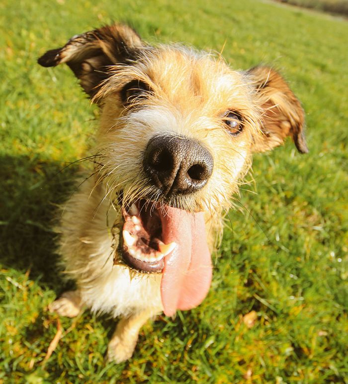 furry dog with his tongue out sitting on the grass