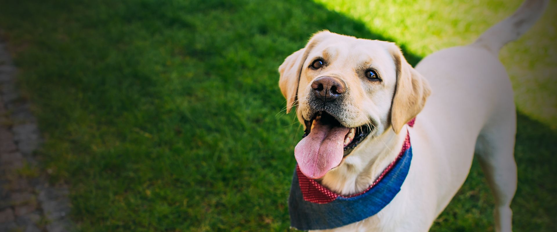 smiling labrador dog looking at the camera