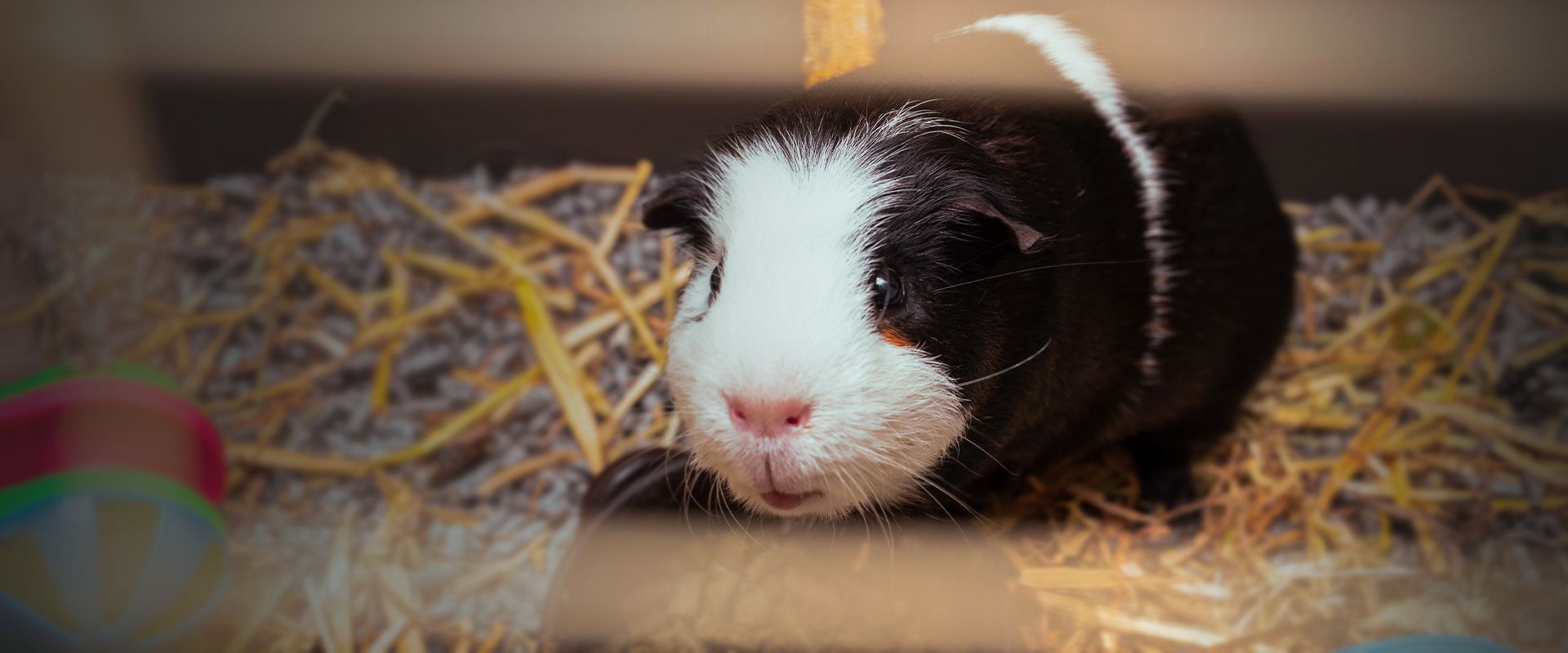 guinean pig in his cage looking at the camera