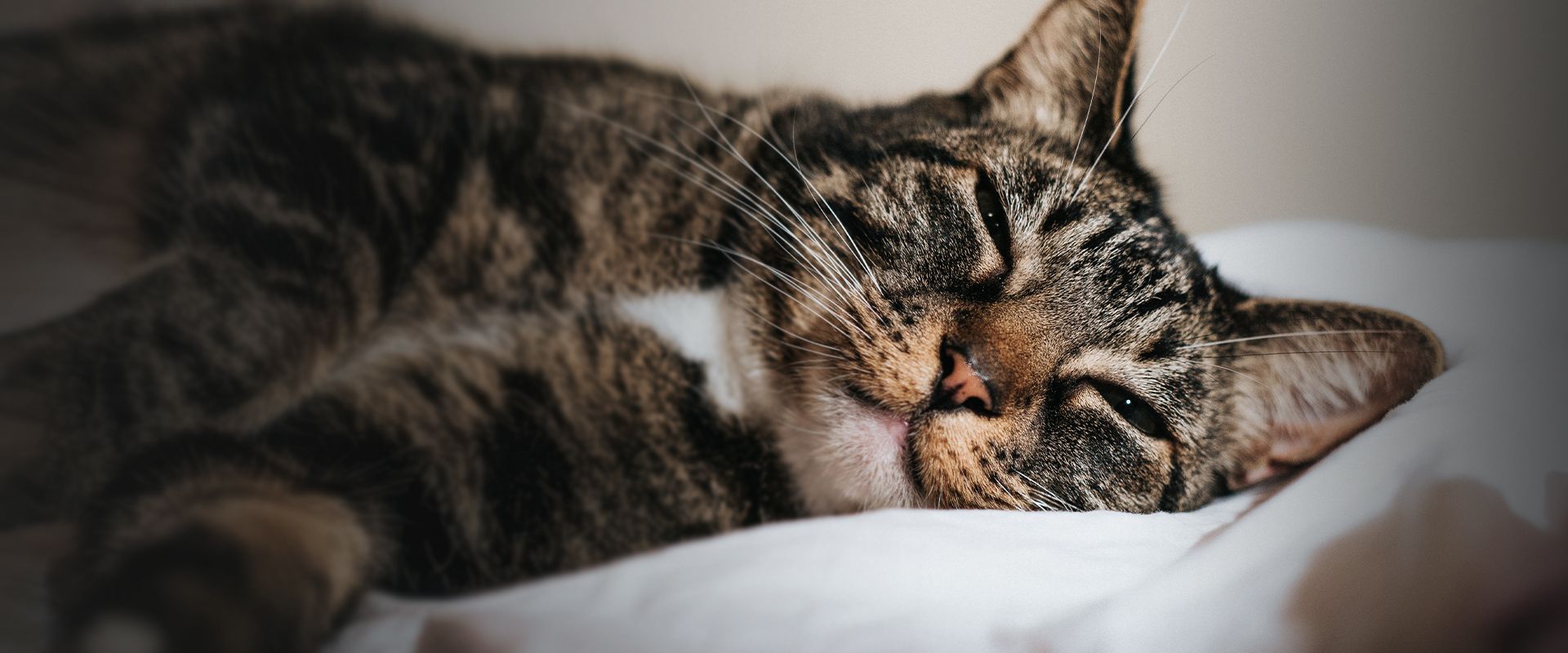 striped cat lying on a bed