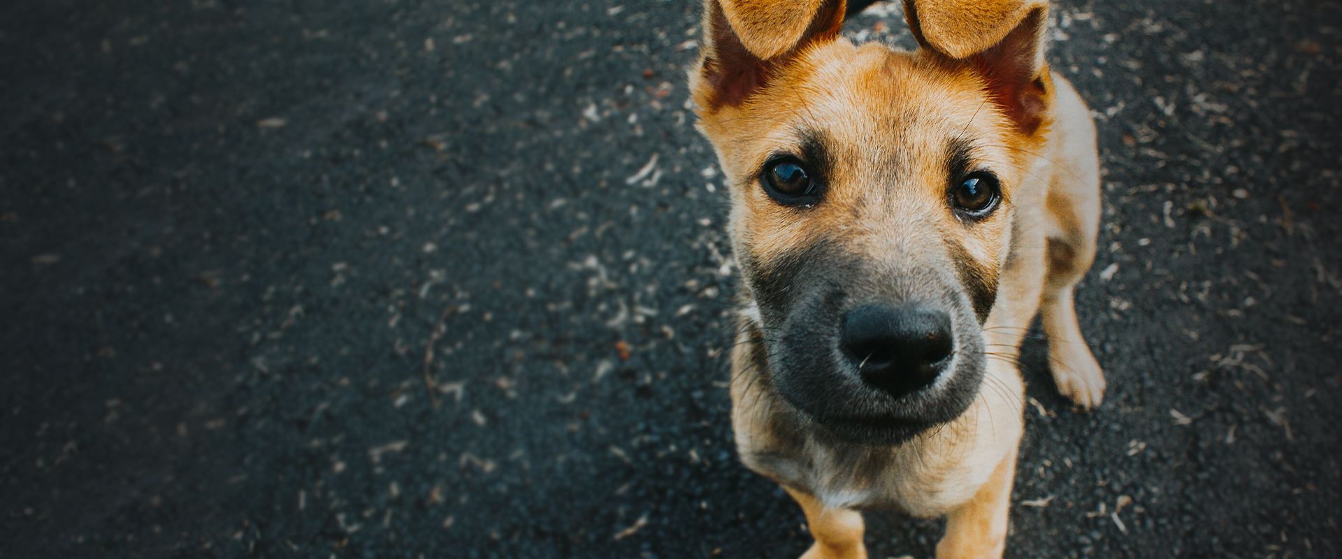 little dog standing on the street