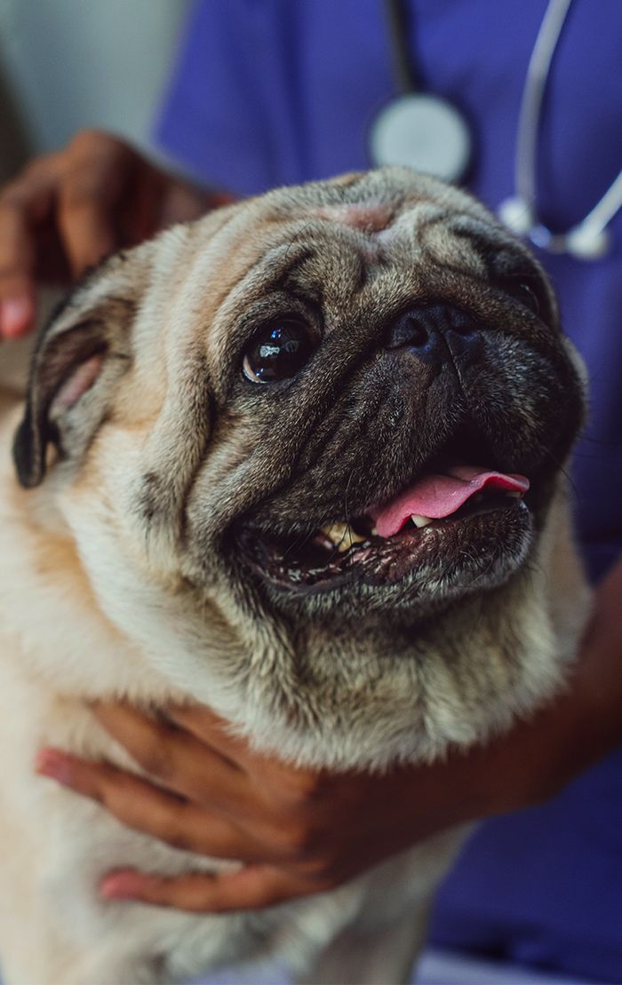 veterinarians checking a pug dog