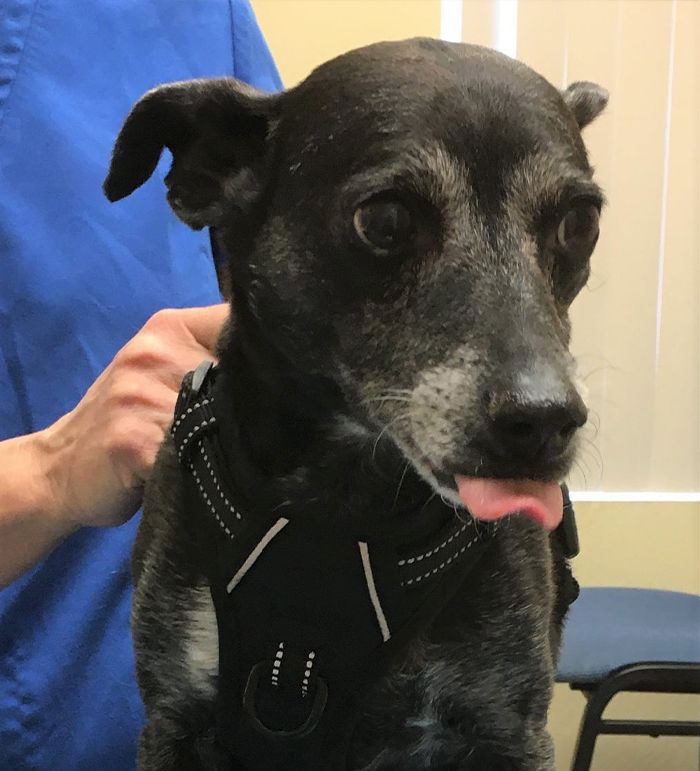 veterinarian checking the health of an old dog