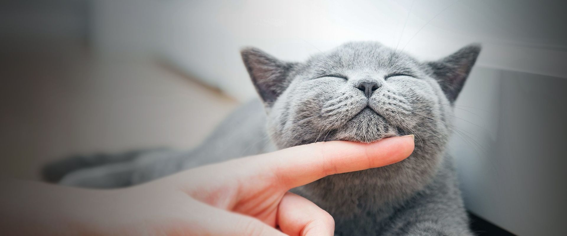 woman petting gray cat
