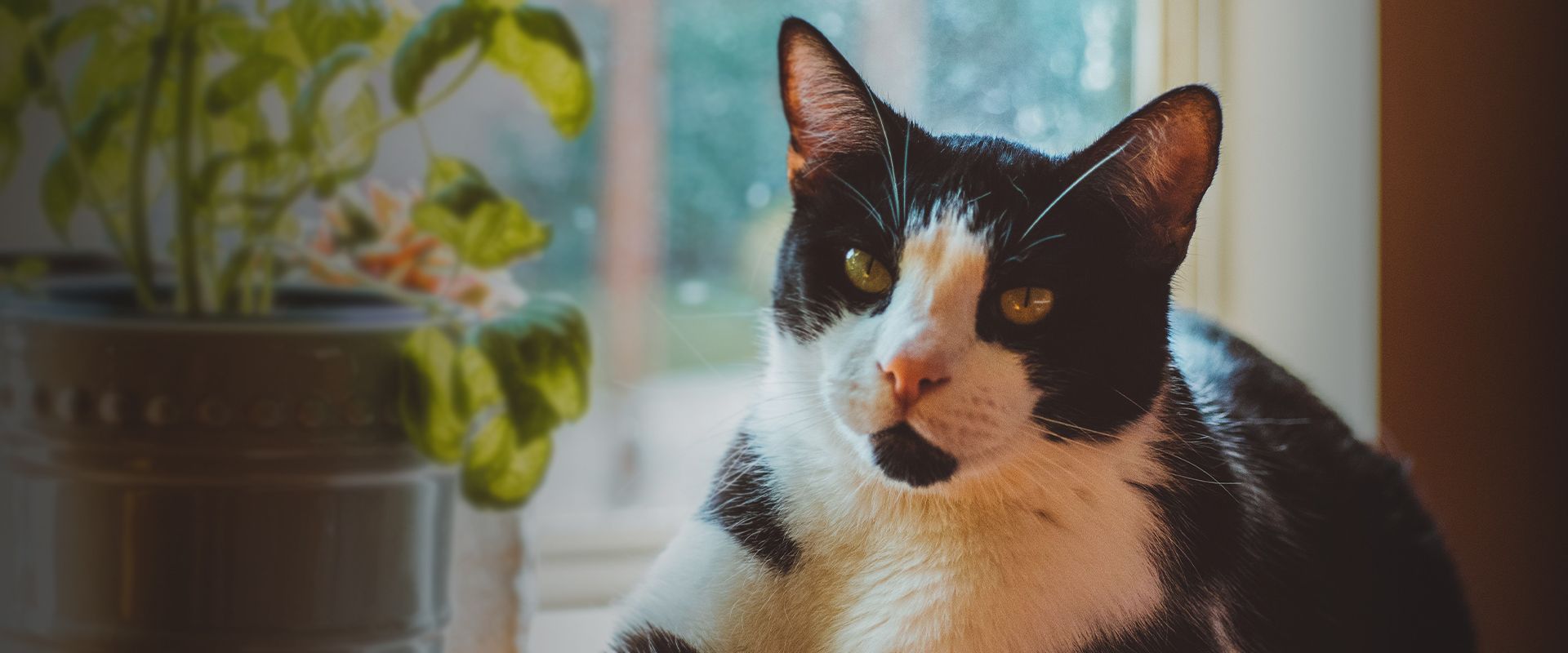 black and white cat sitting on the floor
