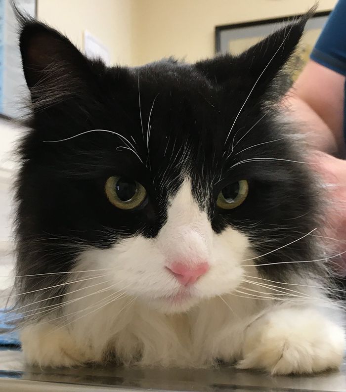 cat lying on a metal table at the vet