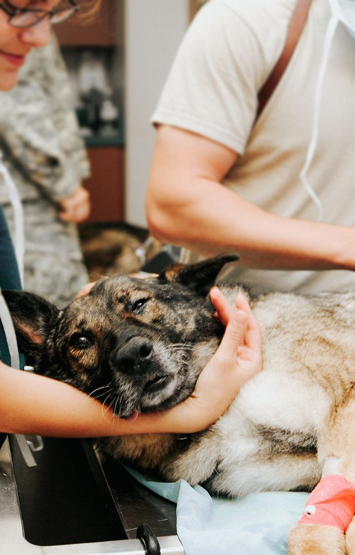 dog being prepared for surgery