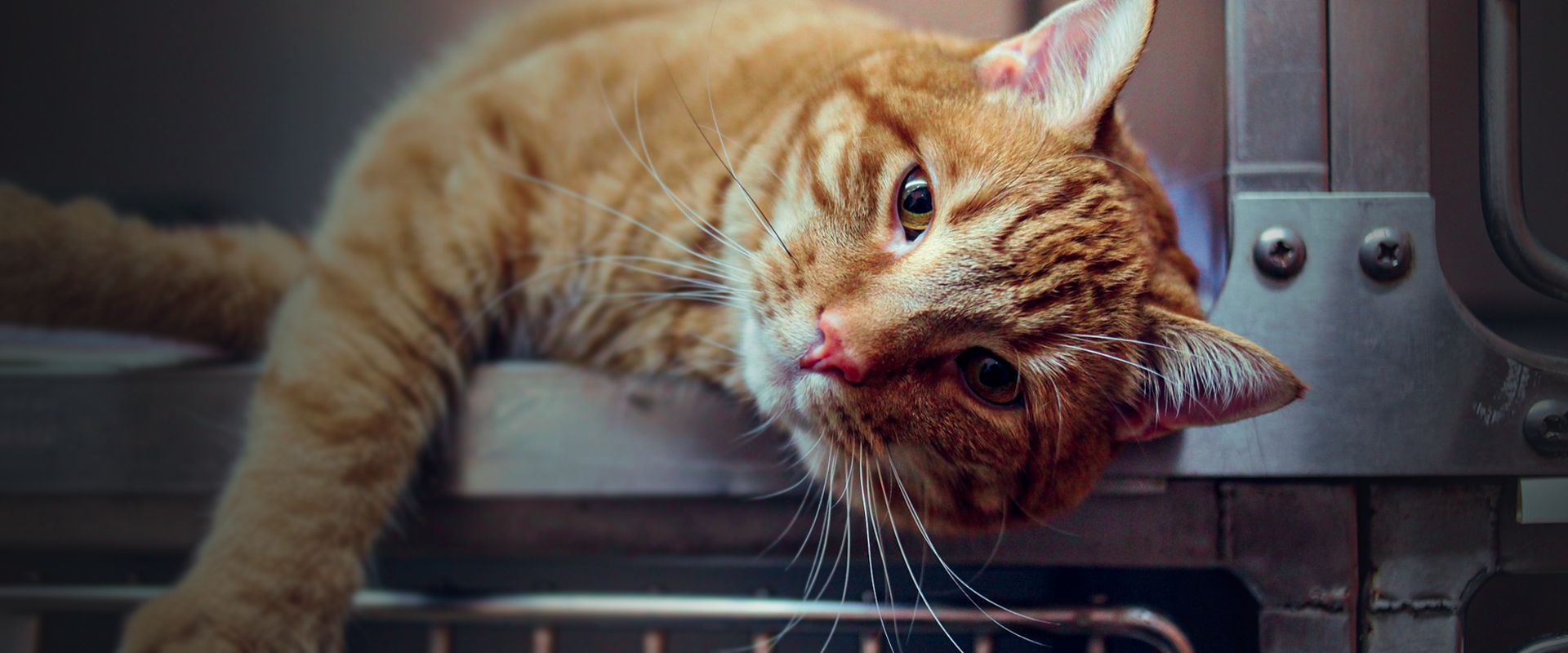 orange cat in a cage waiting for his surgery