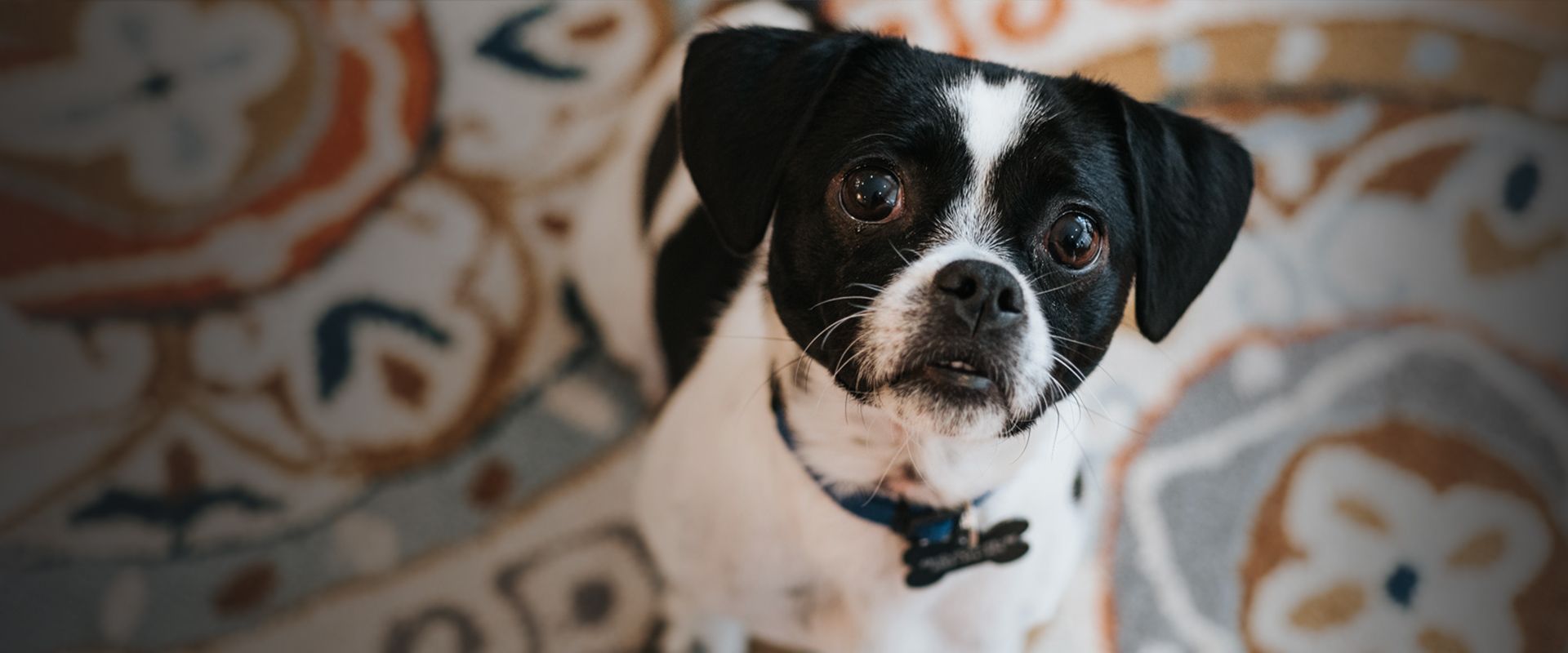 little white and black dog sitting on the carpet