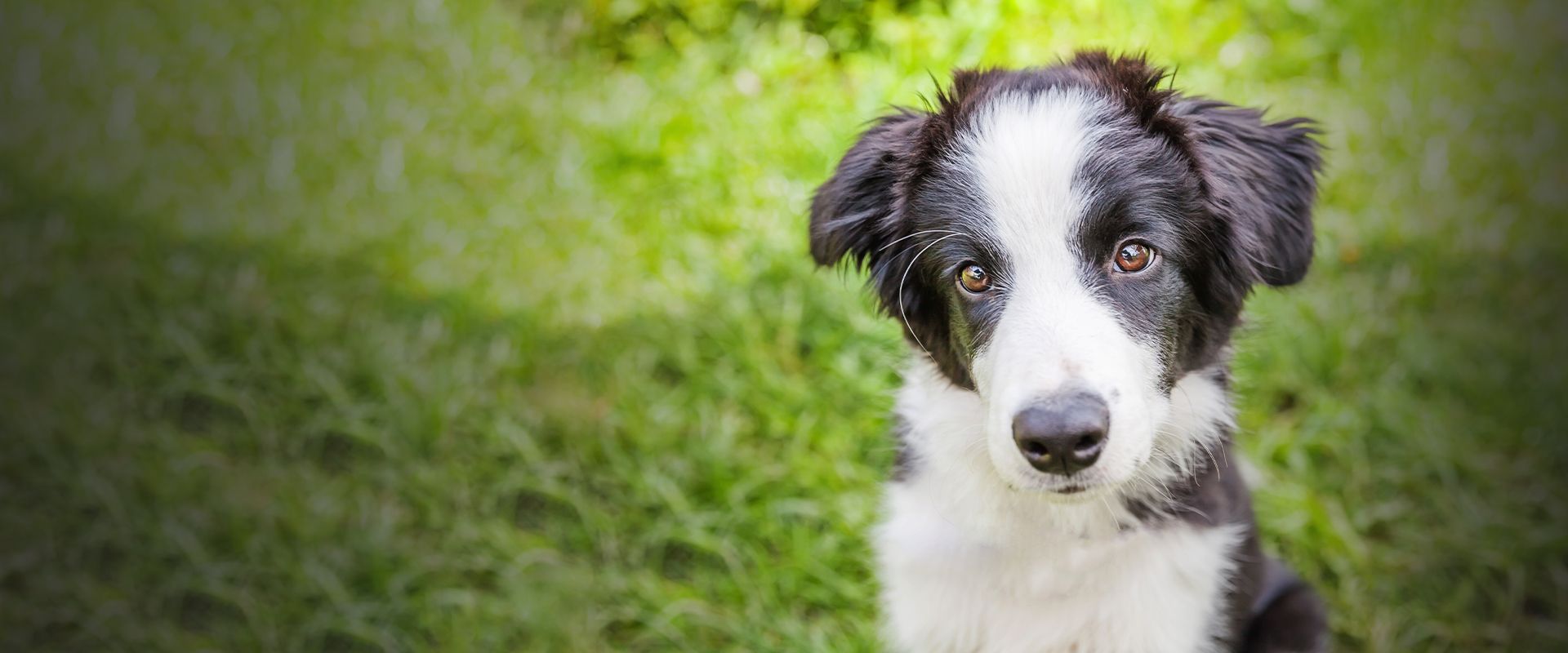dog on the grass looking at camera