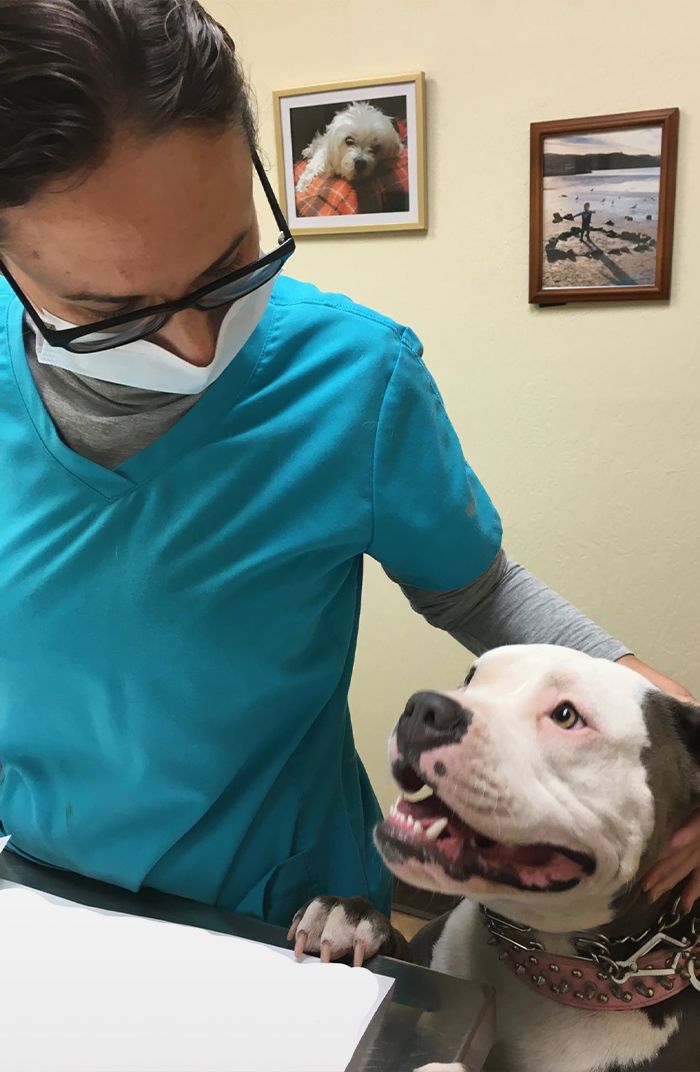 veterinarian checking pitbull dog