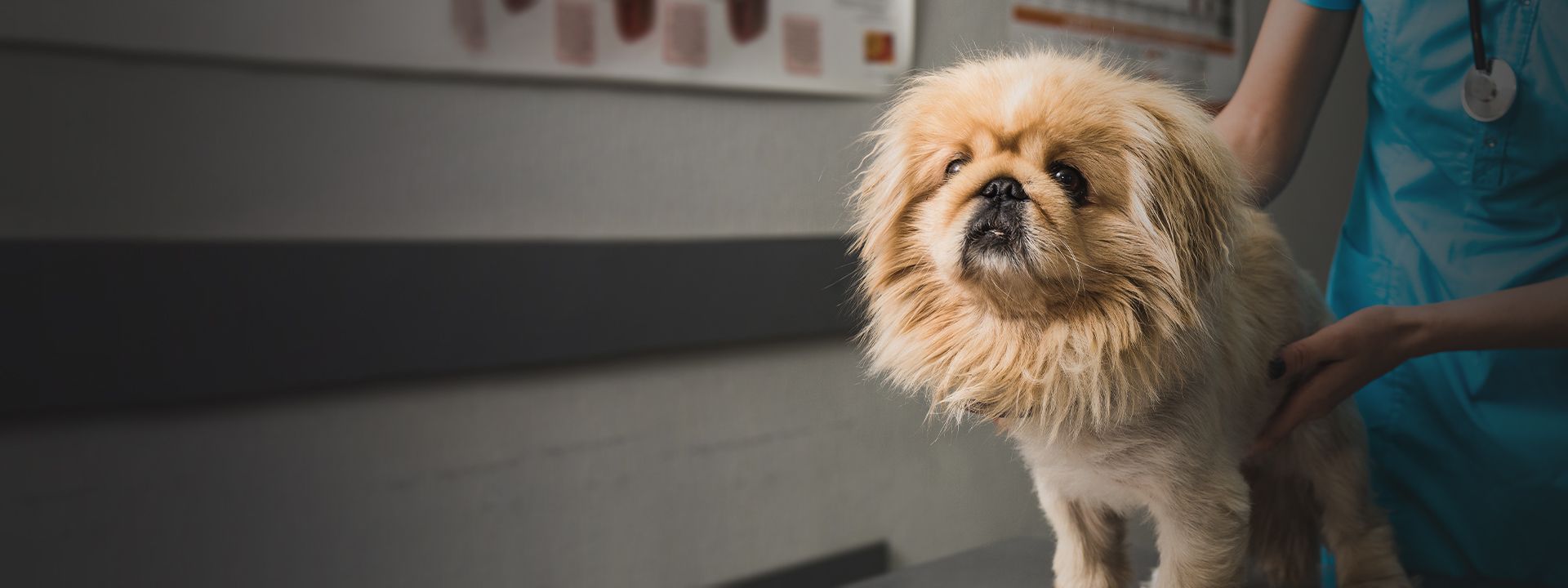 vet checking furry dog