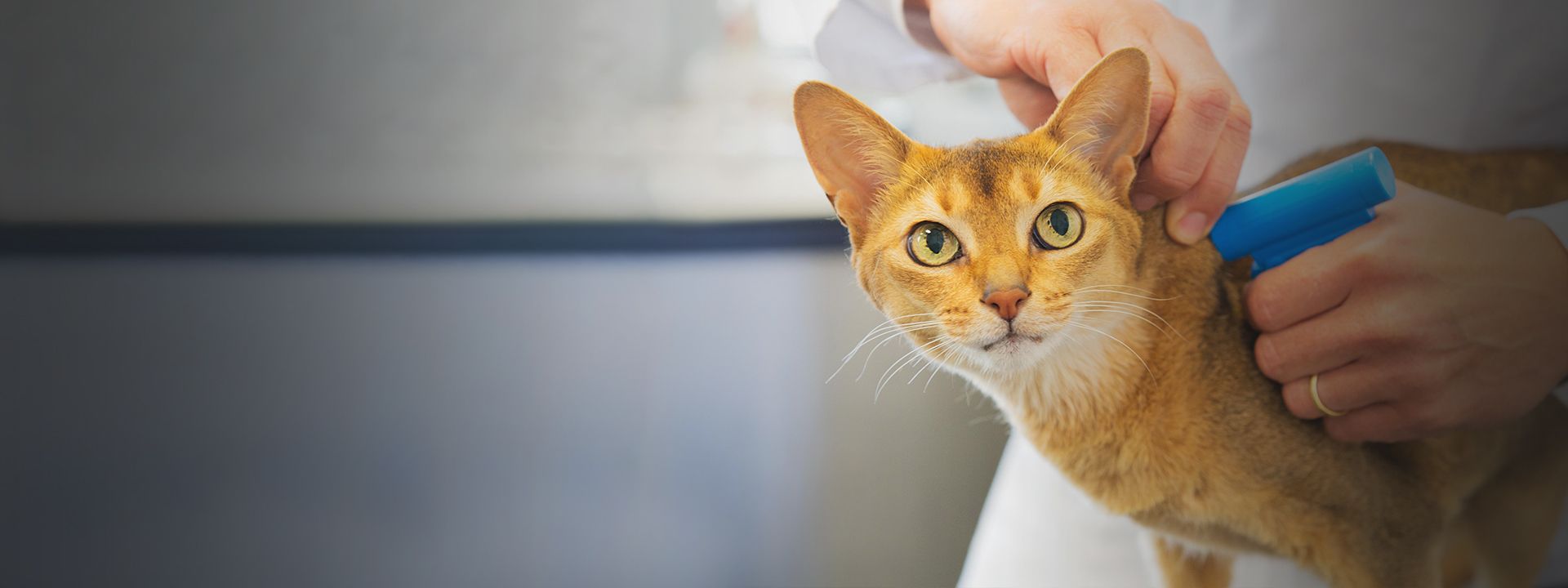 veterinarian microchipping orange cat